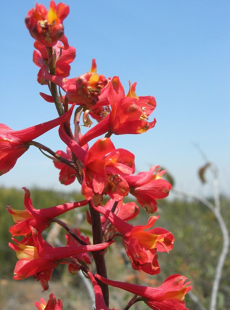 Scarlet Larkspur (Delphinium cardinale)
