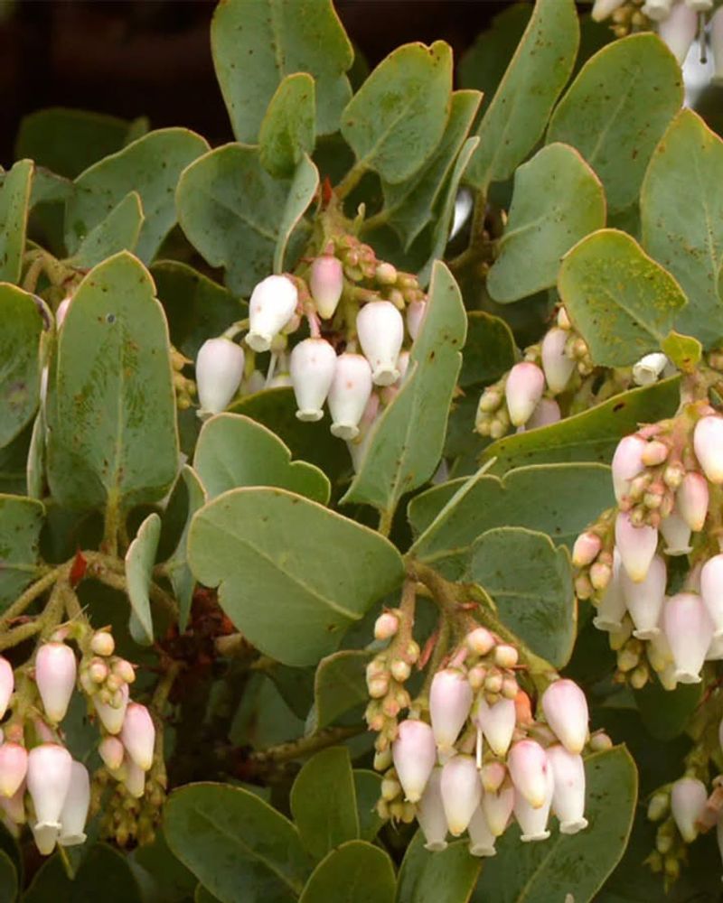 Manzanita (Arctostaphylos spp.)