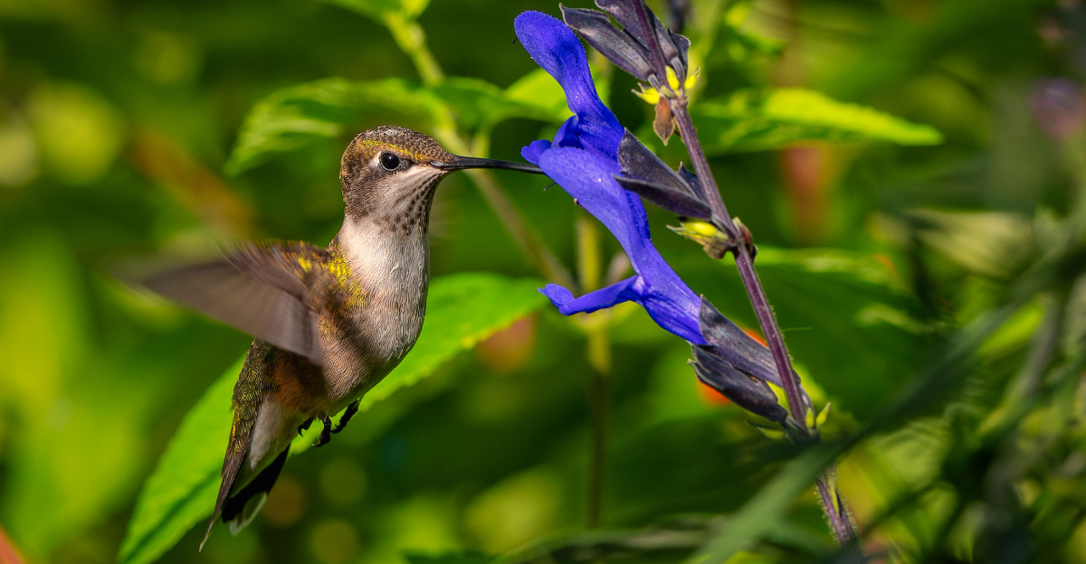 hummingbird on flower