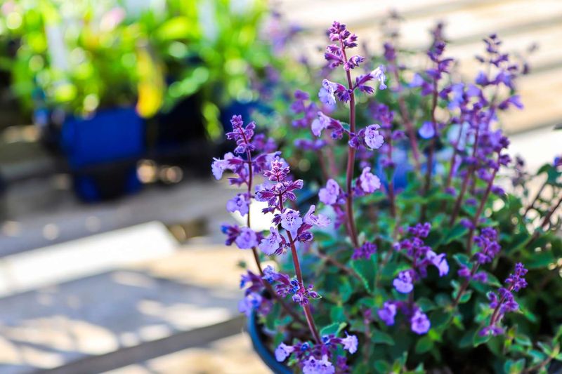 Mosquitoes And Other Pests Stay Away From Salvia