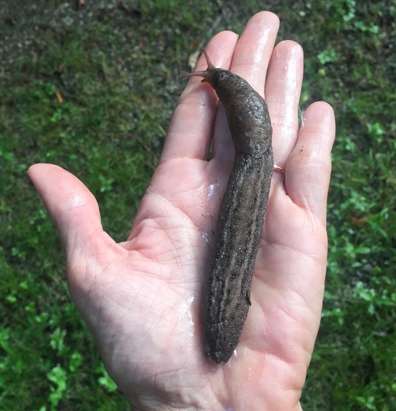 Slippery Slugs Raiding Cool‑Season Crops
