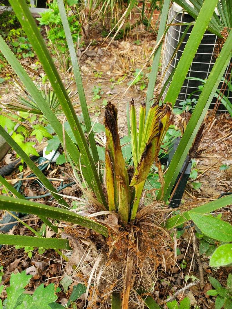 Spring Growth Signals The Right Timing