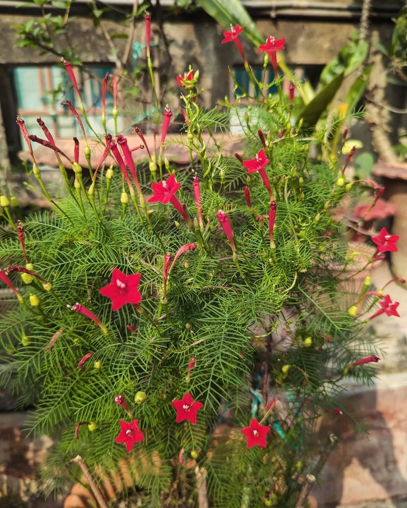 Cypress Vine Covers Trellises With Delicate, Starry Red Flowers