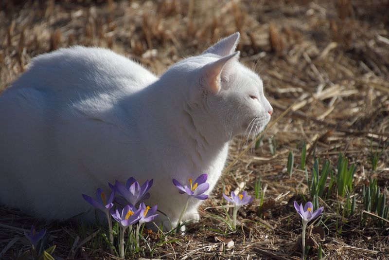 Crocus Can Be Harmful To Pets