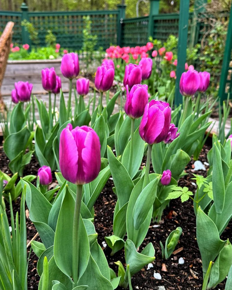 Tulip (Early-Blooming Varieties)