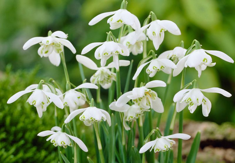 Snowdrops Add A Soft Fresh Scent