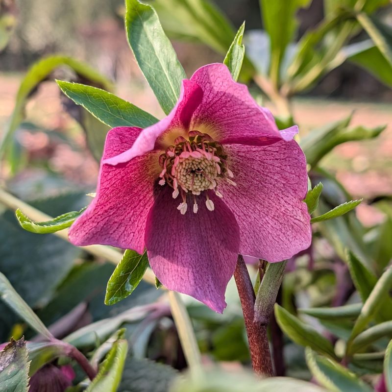 Hellebores (Helleborus Spp.)