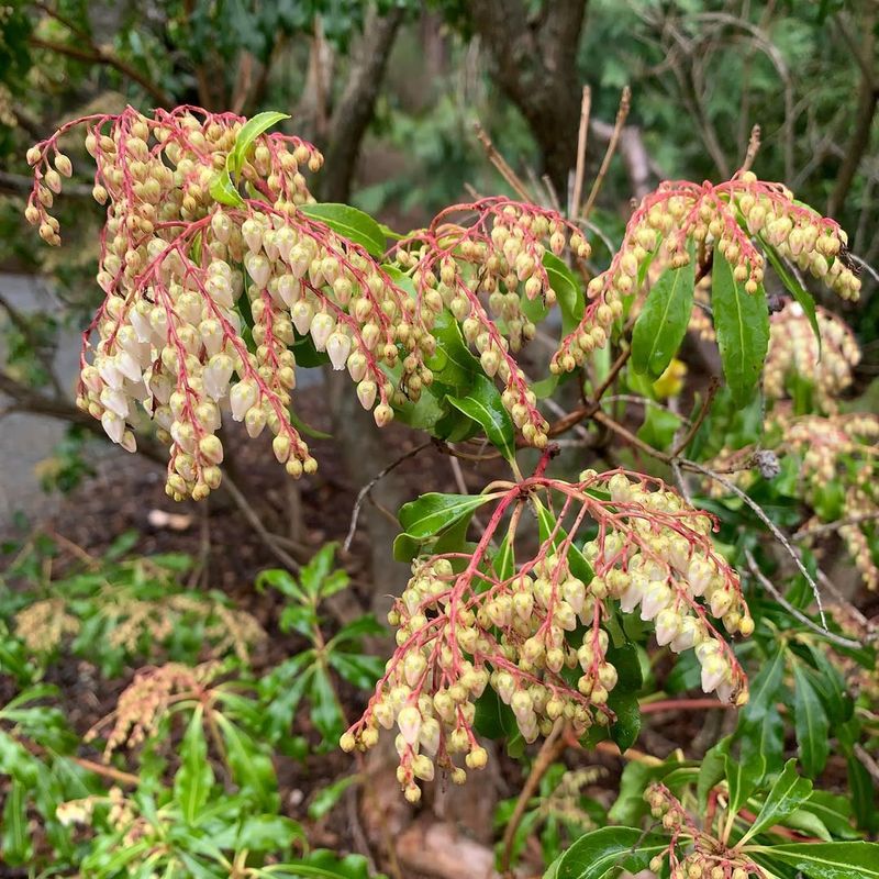 Pieris japonica (Andromeda)