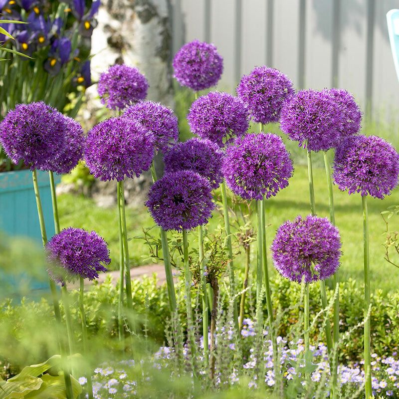 Alliums