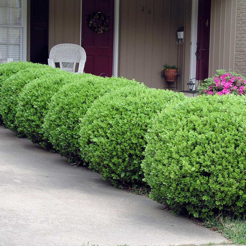Boxwood Delivers Year Round Garden Luck