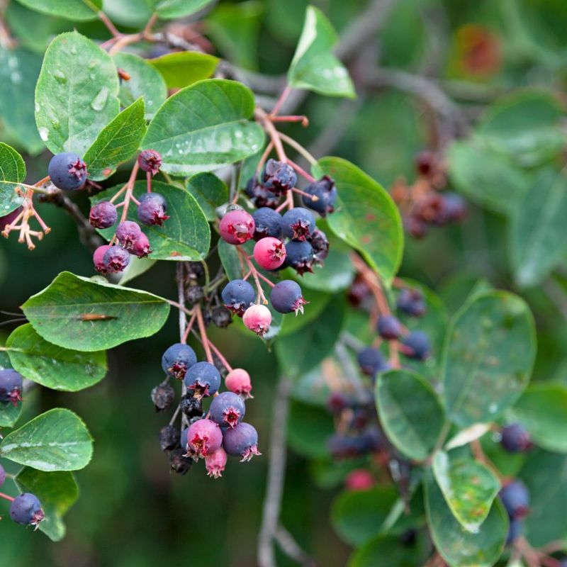 Serviceberry / Juneberry (Amelanchier spp.)