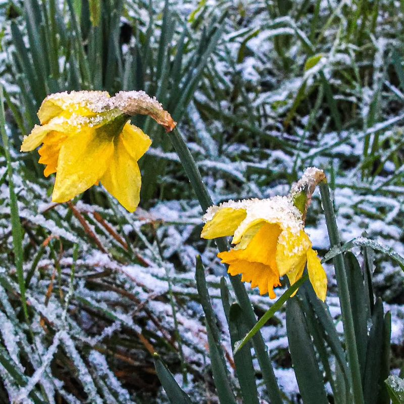 Daffodils Usually Recover From Snow And Light Freeze