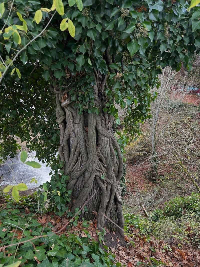 English Ivy Because Of Invasive Growth