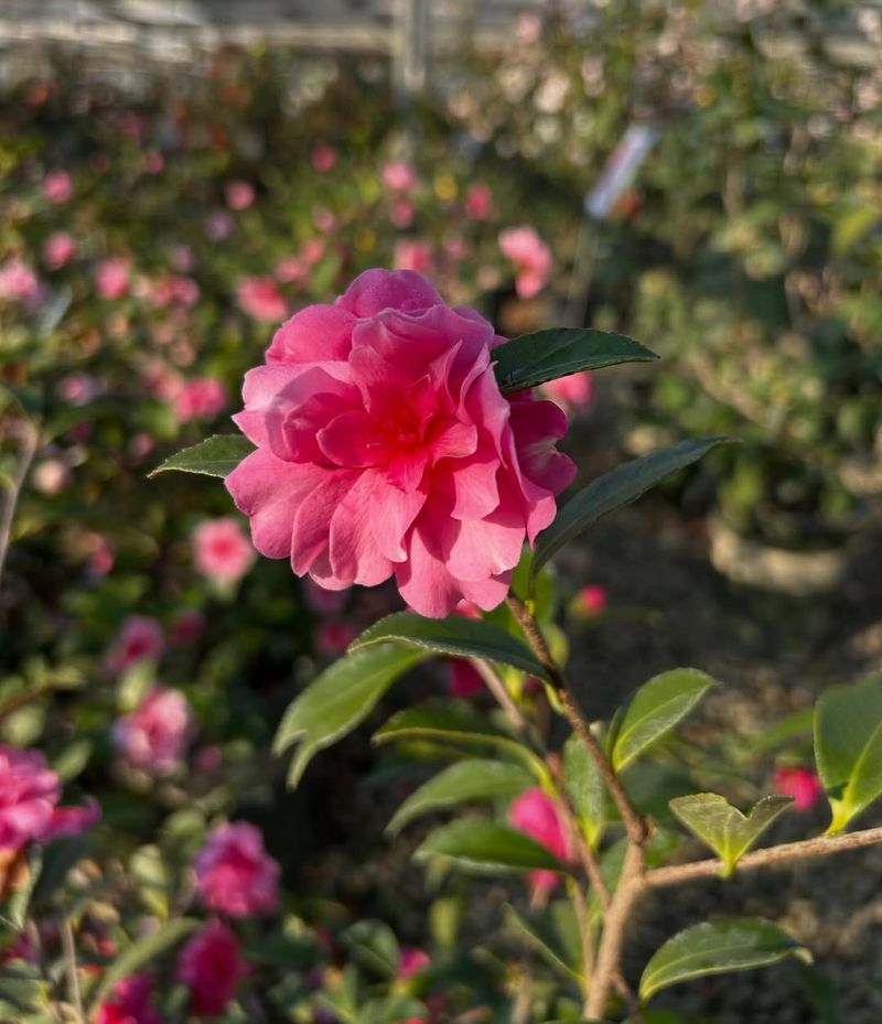 Camellias Should Be Pruned After Flowering Ends