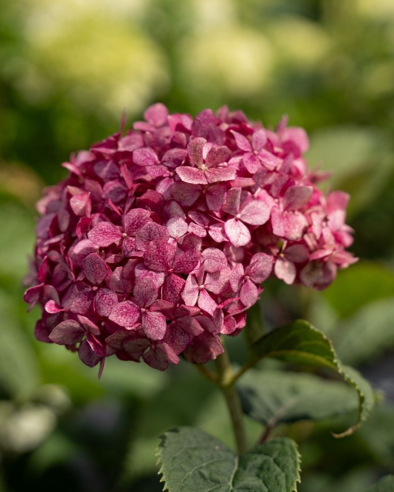 Hydrangea Arborescens (Smooth Hydrangea / Annabelle)