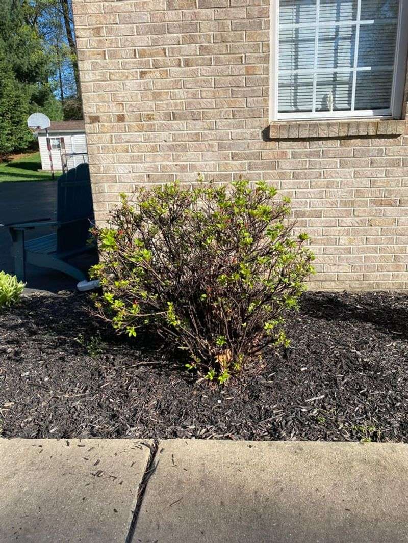 Azalea Fights Arizona's Alkaline Soil