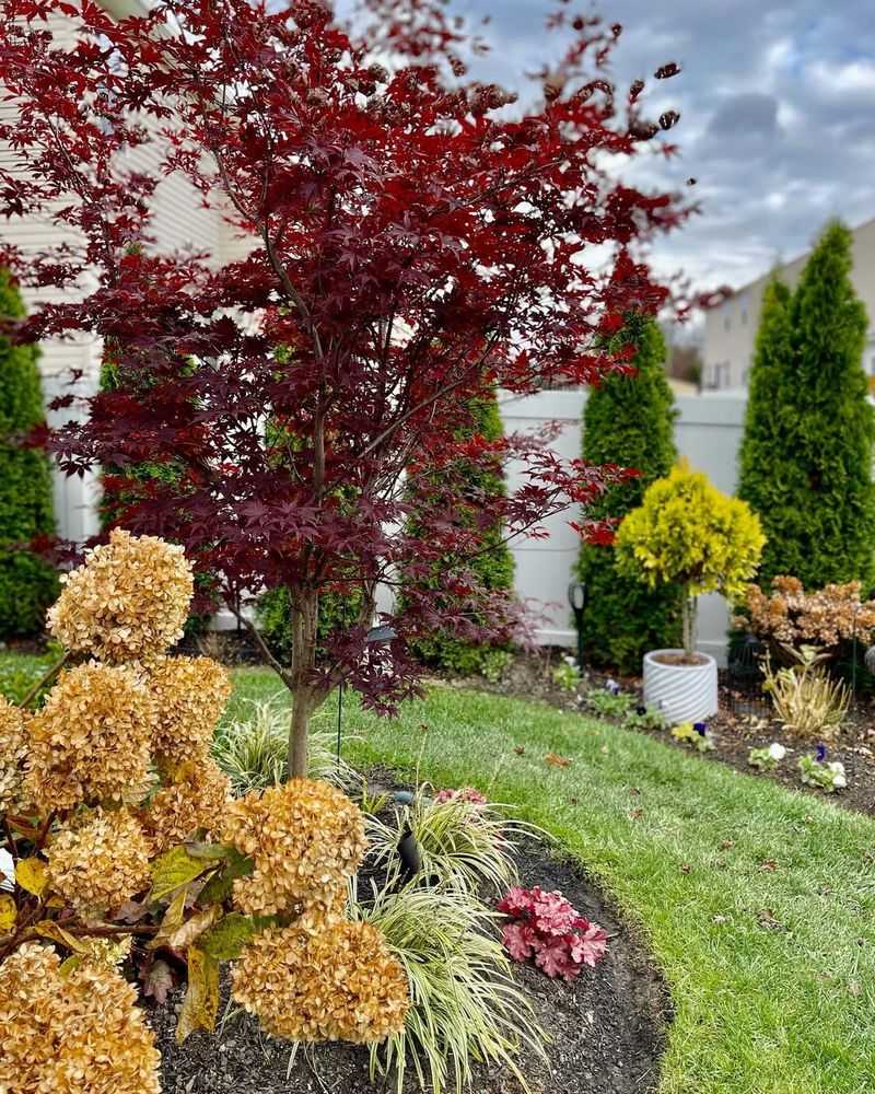 Japanese Maple Adds Grace Color And Beauty