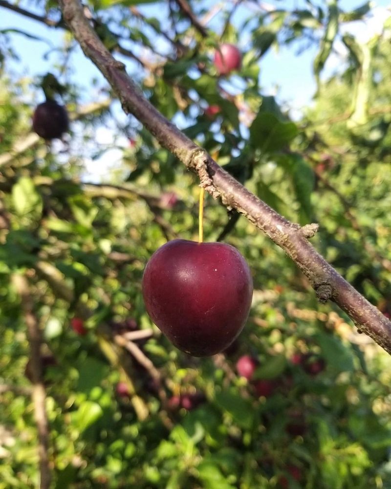 Fruit Trees (Apple, Pear, Plum)