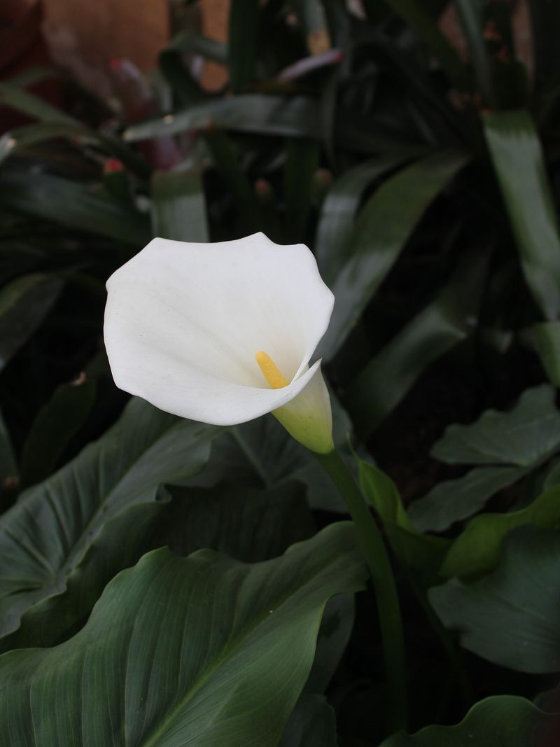 Calla Lilies As A Symbol Of Faith And Peace
