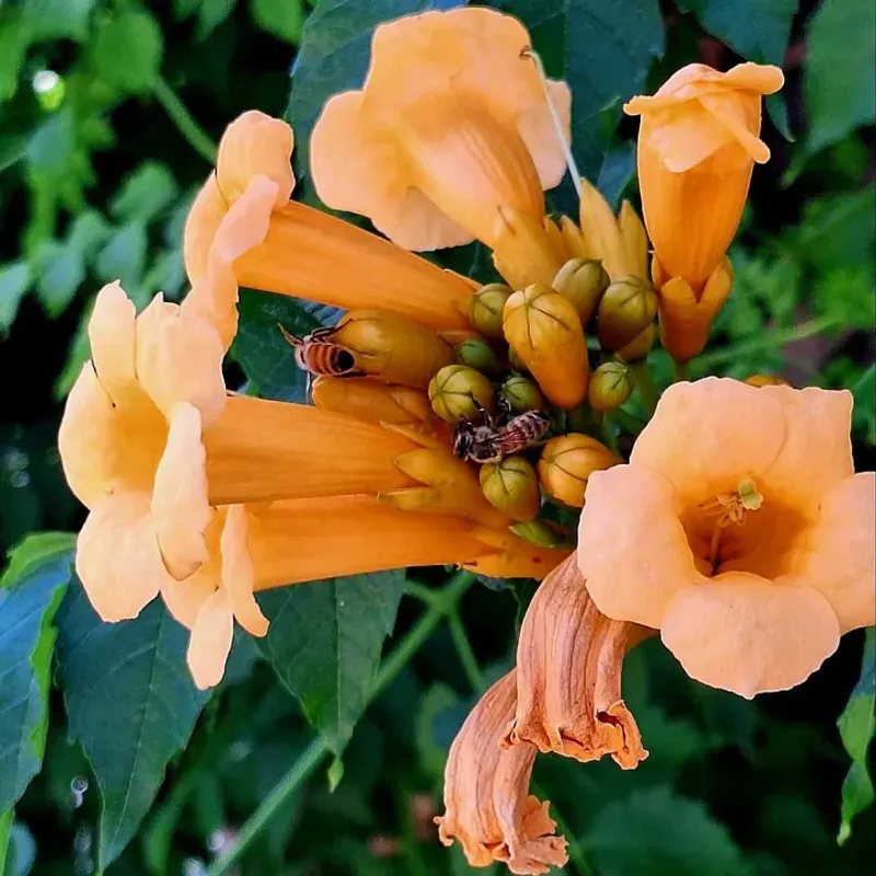 Campsis (Trumpet Vine, Campsis Radicans)