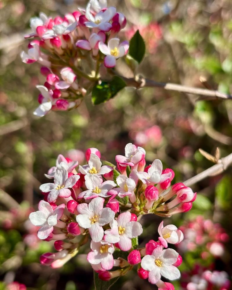 Hands Off Spring-Blooming Viburnum
