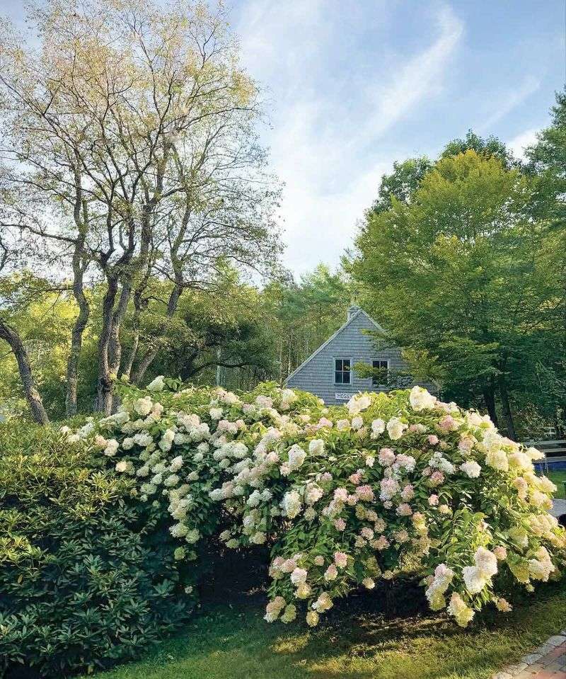 They Require Little Effort To Maintain