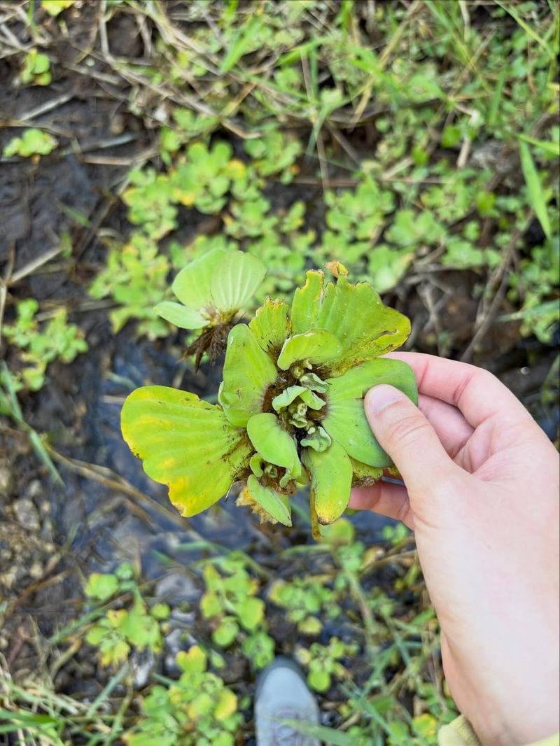 Water Lettuce