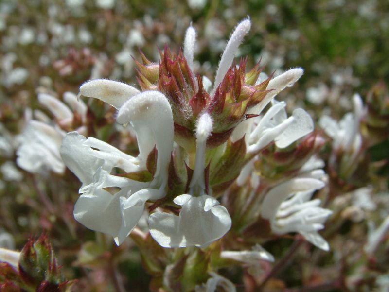 Mediterranean Sage (Salvia aethiopis)