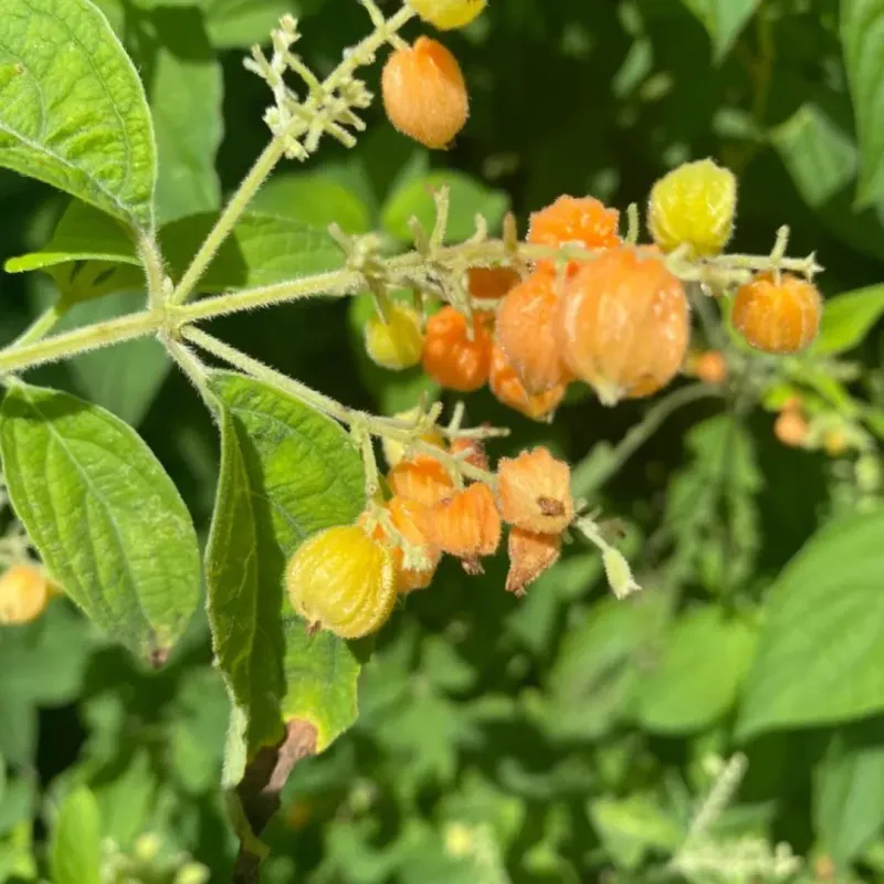 African Rue (Peganum harmala)