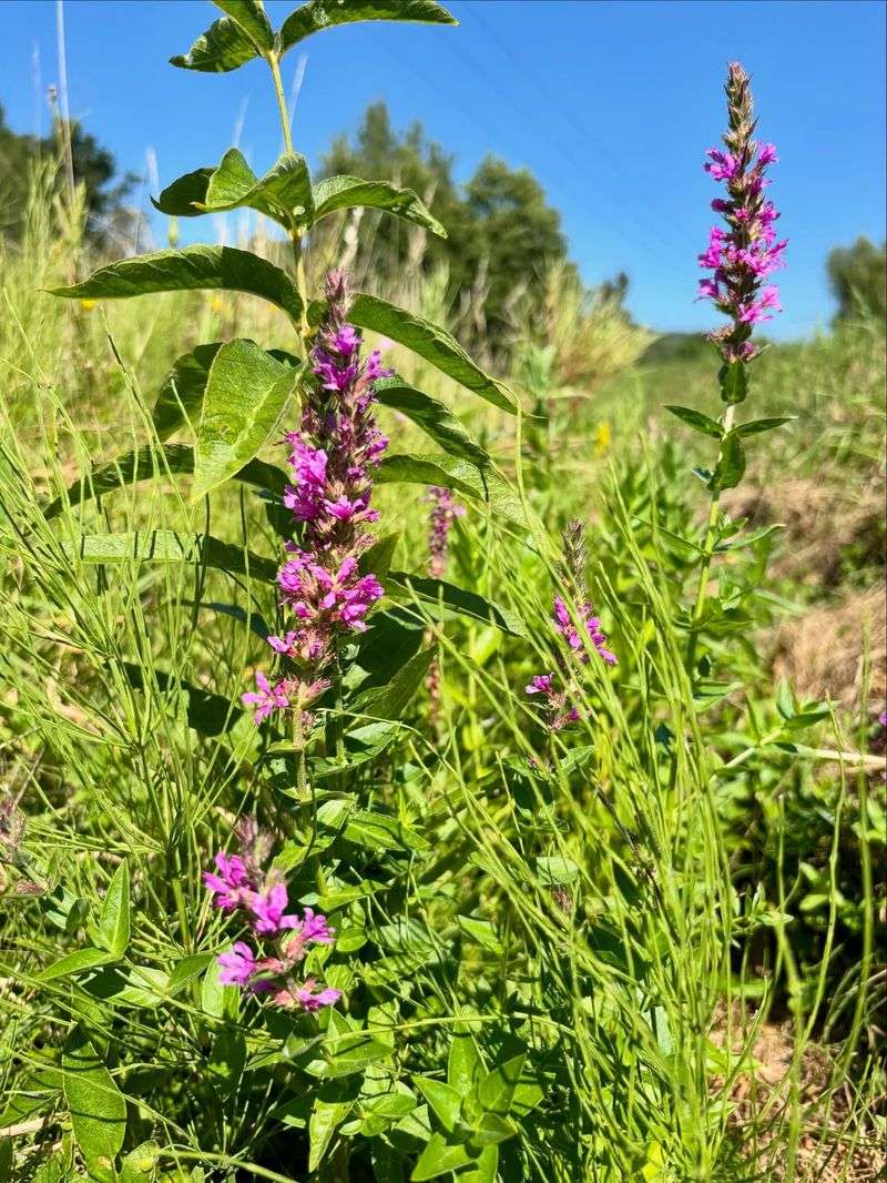 Purple Loosestrife