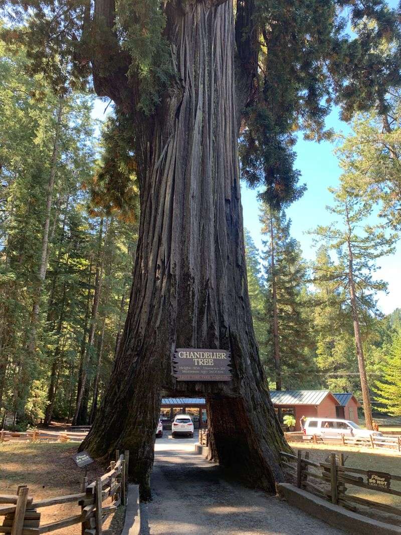 Chandelier Tree, The Classic Drive-Thru Redwood (Leggett)