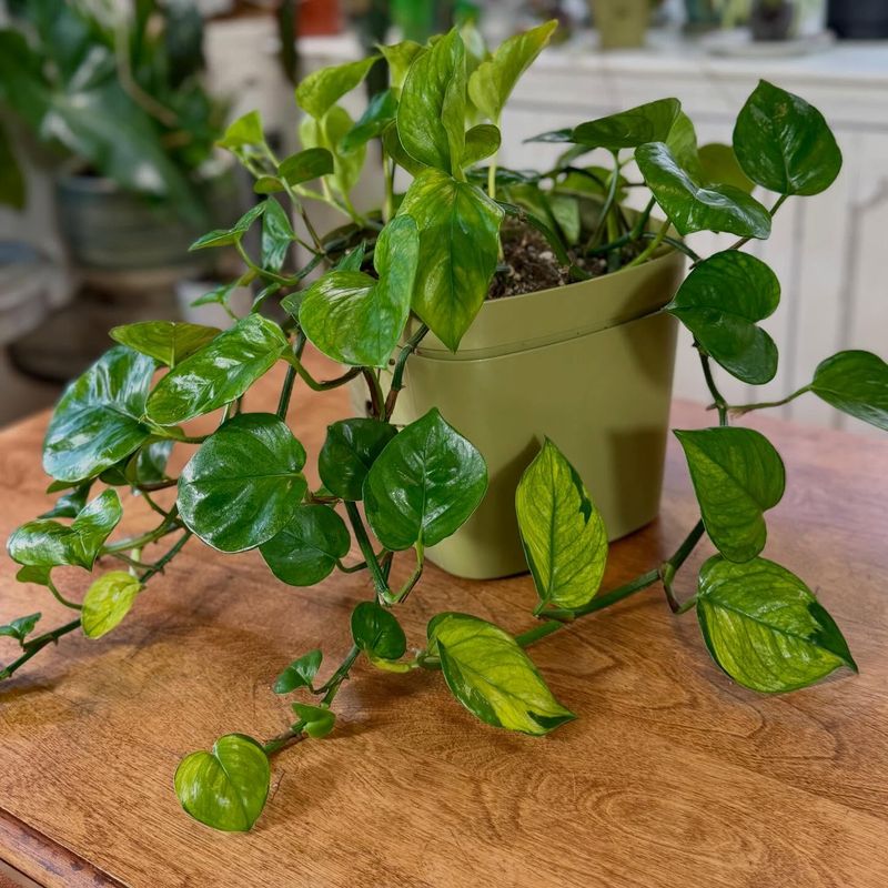 The One That Grows With Me