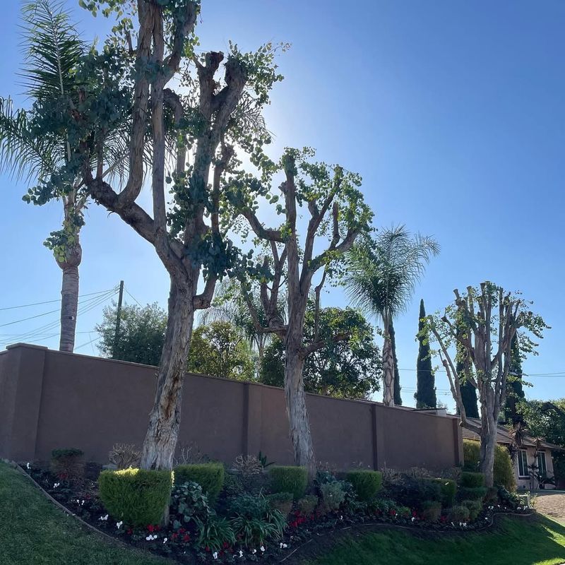 Eucalyptus (Eucalyptus spp.)