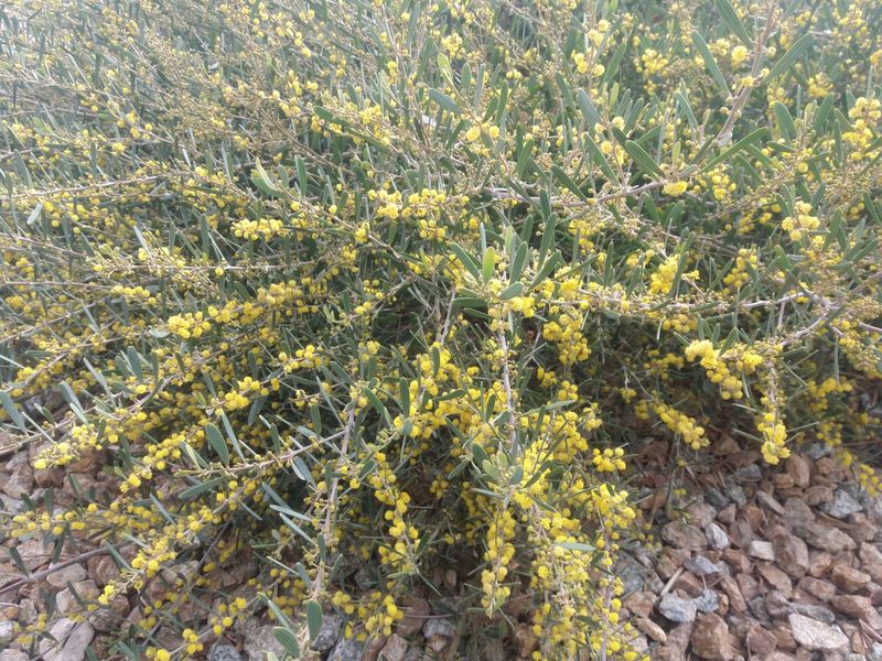 Acacia Redolens Desert Carpet Covers Large Areas Fast