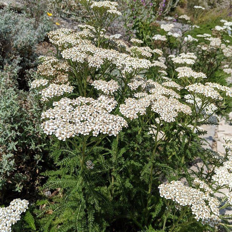 California Native Yarrow