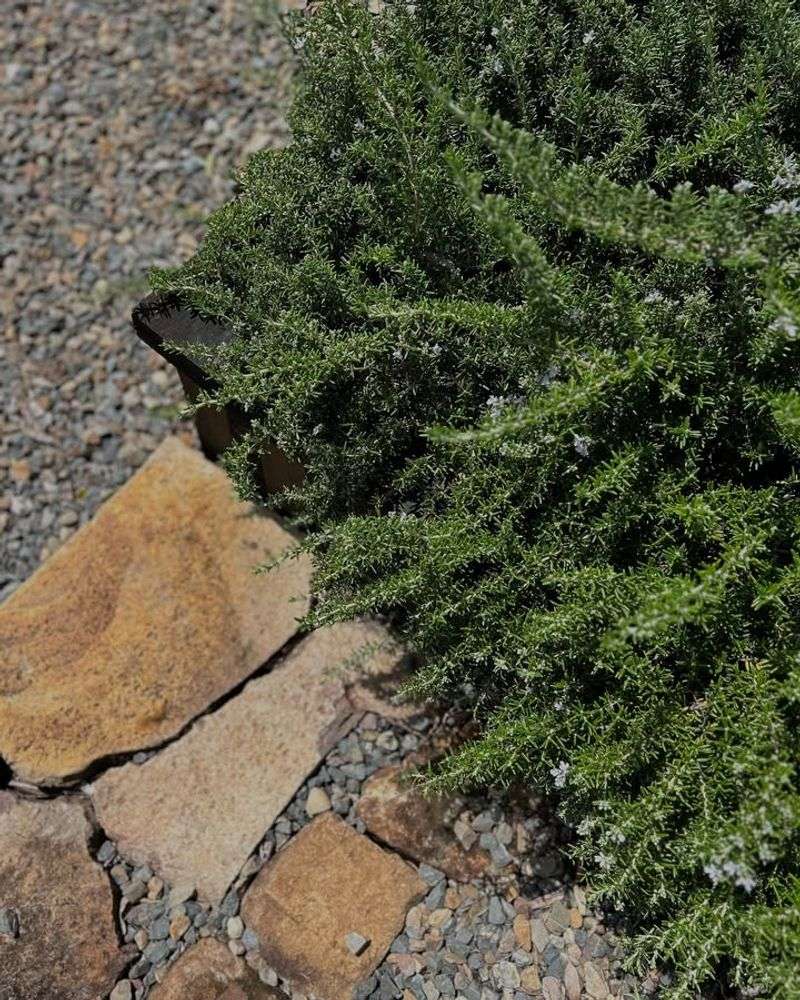 Trailing Rosemary