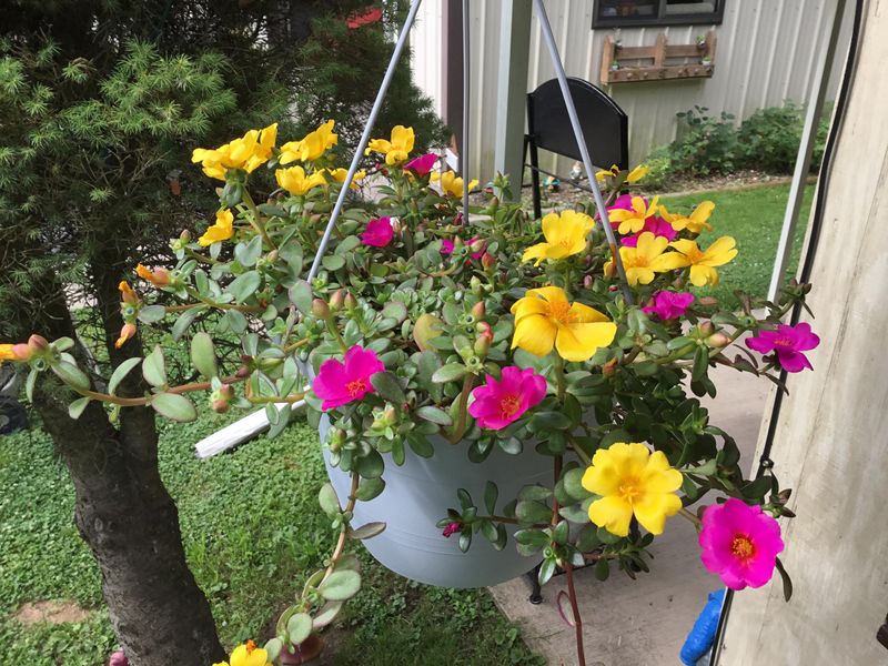 Portulaca Cascades Easily And Thrives In Desert Heat
