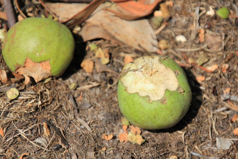 Maintain A Clean Garden Environment