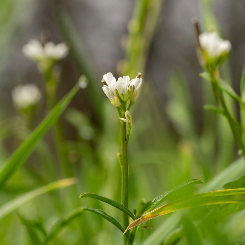 Pull It Before Flowers Open