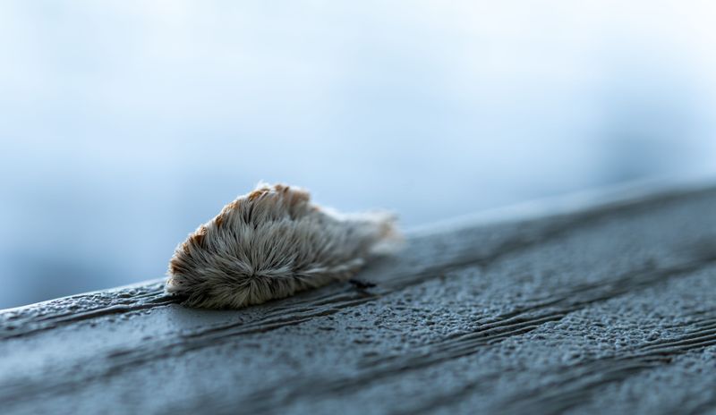 Know The Safe Way To Remove It From Your Yard