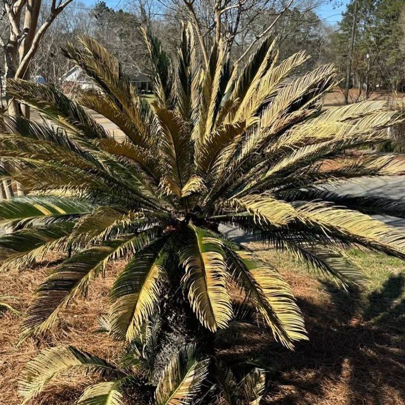 Prune Different Plant Types At The Right Time