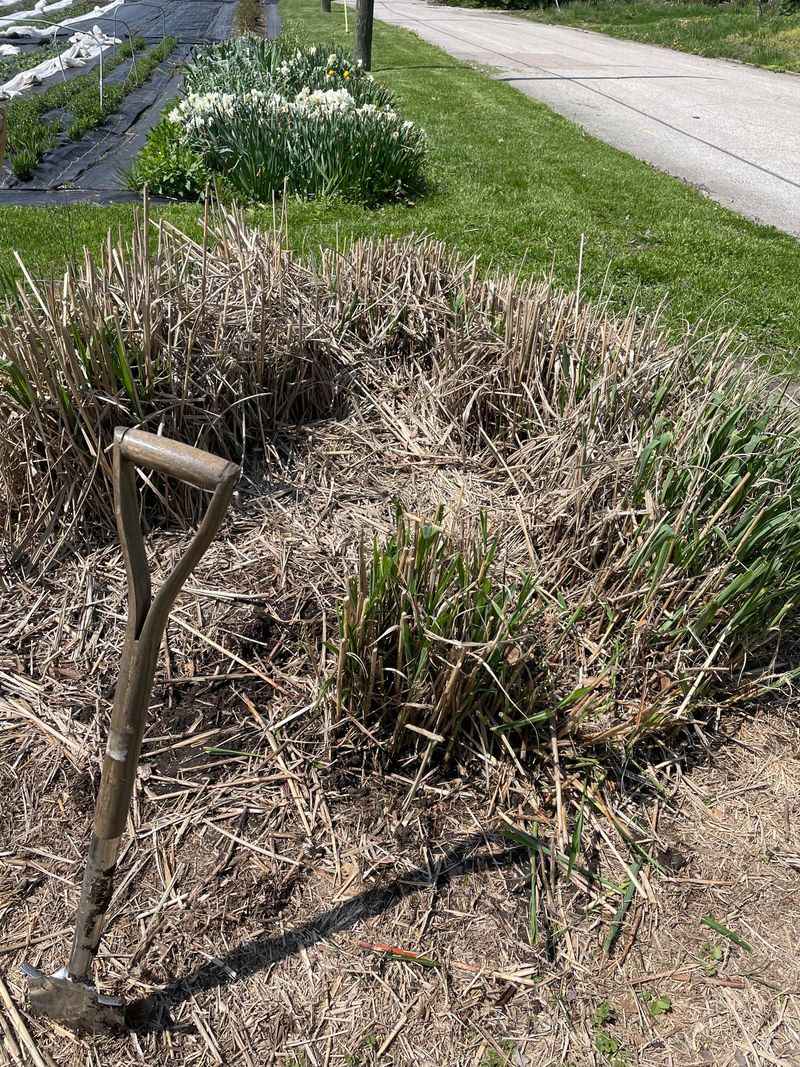 Remove Pampas Grass Safely