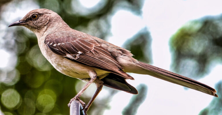 northern mockingbird perched on a branch