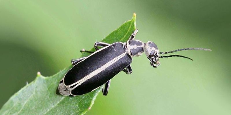 Meet The Black And Margined Blister Beetle