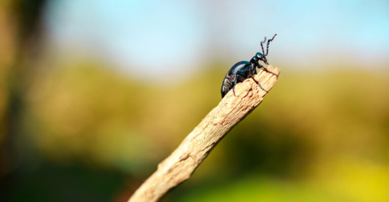 blister beetle