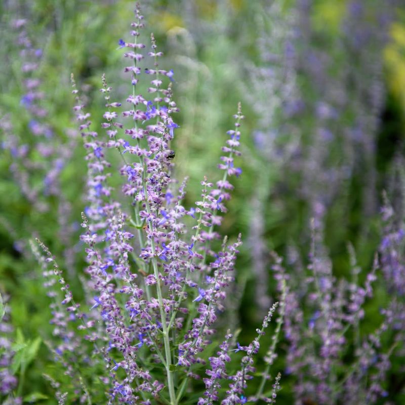 Russian Sage (Perovskia atriplicifolia)