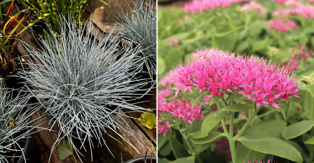 blue fescue and sebum