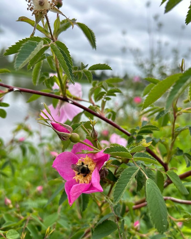 Nootka Rose (Rosa nutkana)