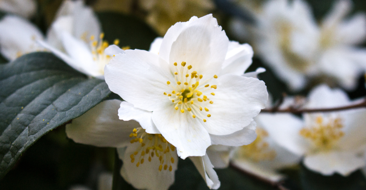 mock orange