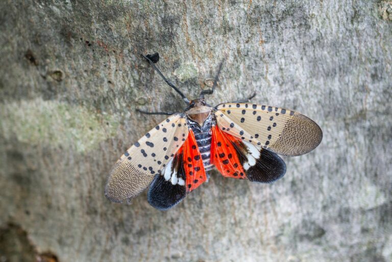 spotted lanternfly on wall
